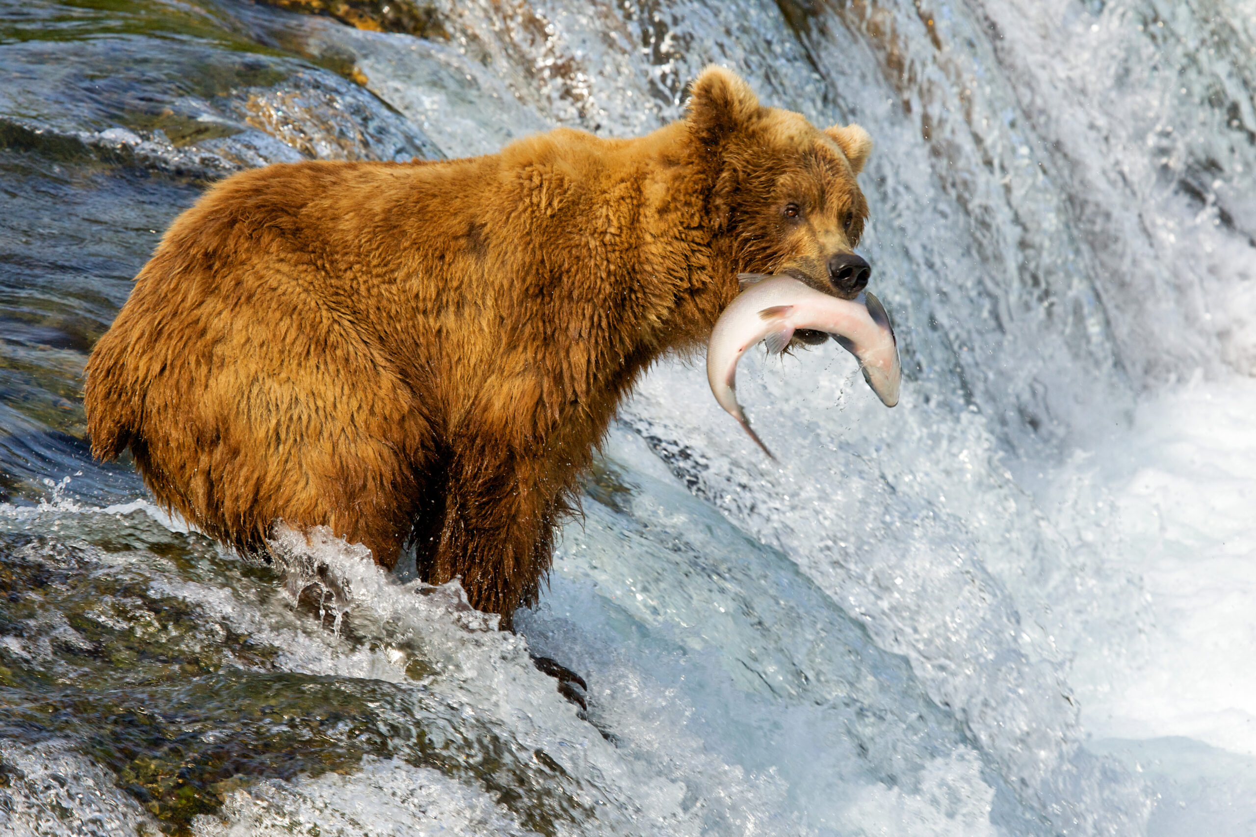 Brown Bear Catching Salmon at Waterfall A large brown bear stands in a rushing waterfall, skillfully catching a salmon mid-leap. The bear's golden-brown fur contrasts with the white water and rocky background.