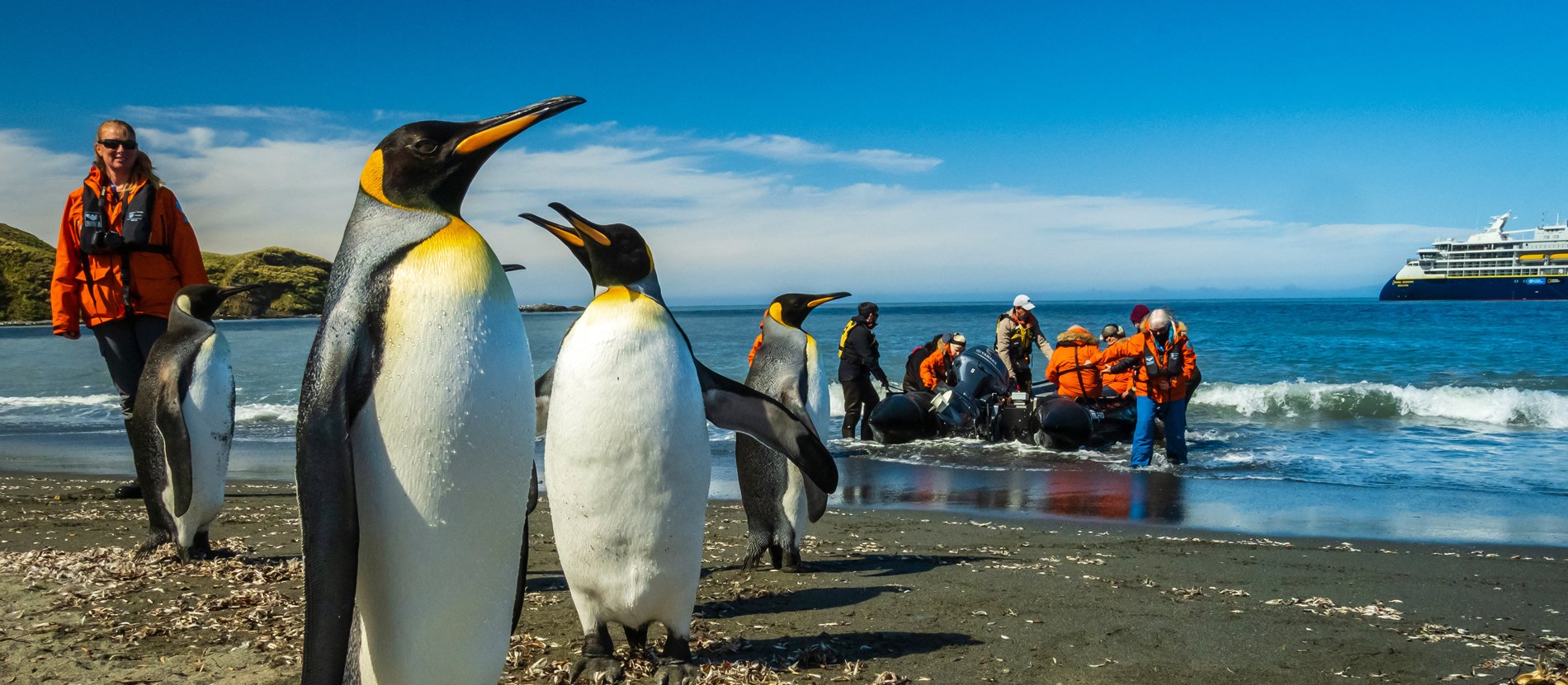 King Penguins on beach with cruise passengers in orange life jackets and expedition ship anchored offshore