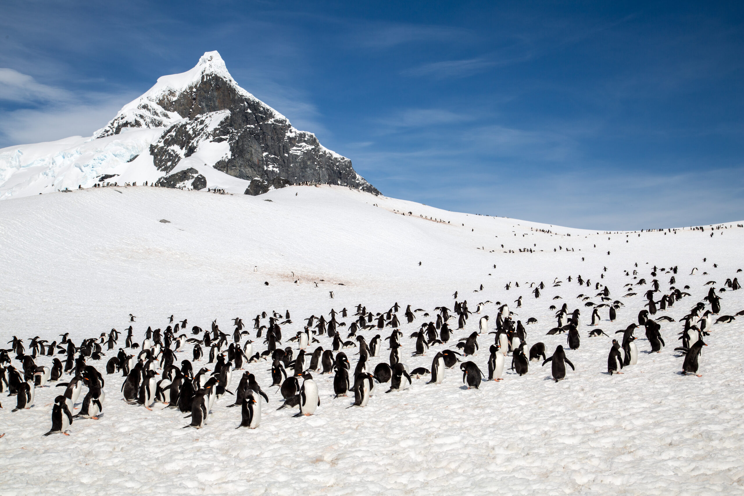 Penguin Colony on Snowy Antarctic Landscape Penguin colony on snowy Antarctic landscape with mountain in background
