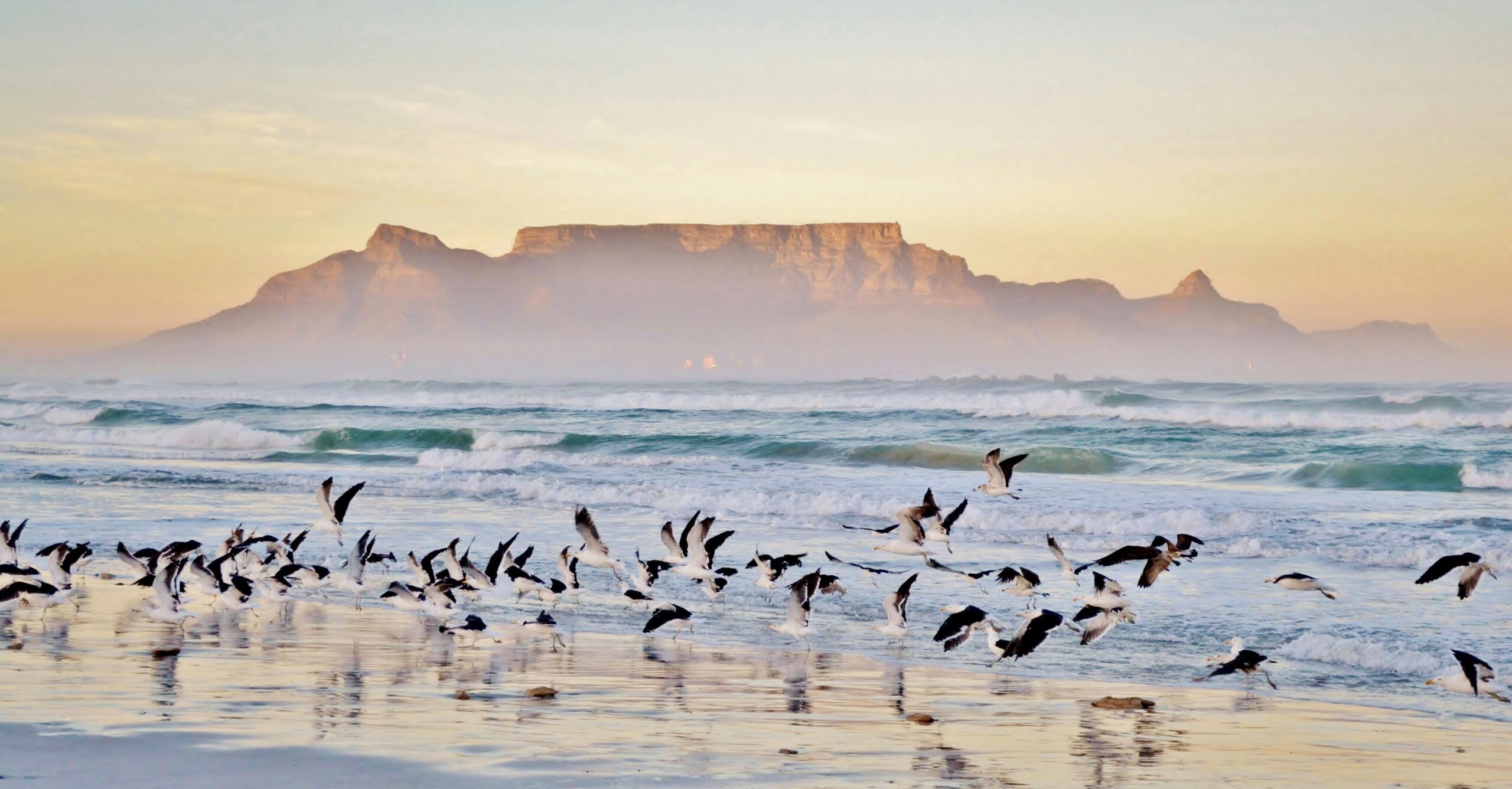 Flock of birds taking flight from beach with Table Mountain in misty background