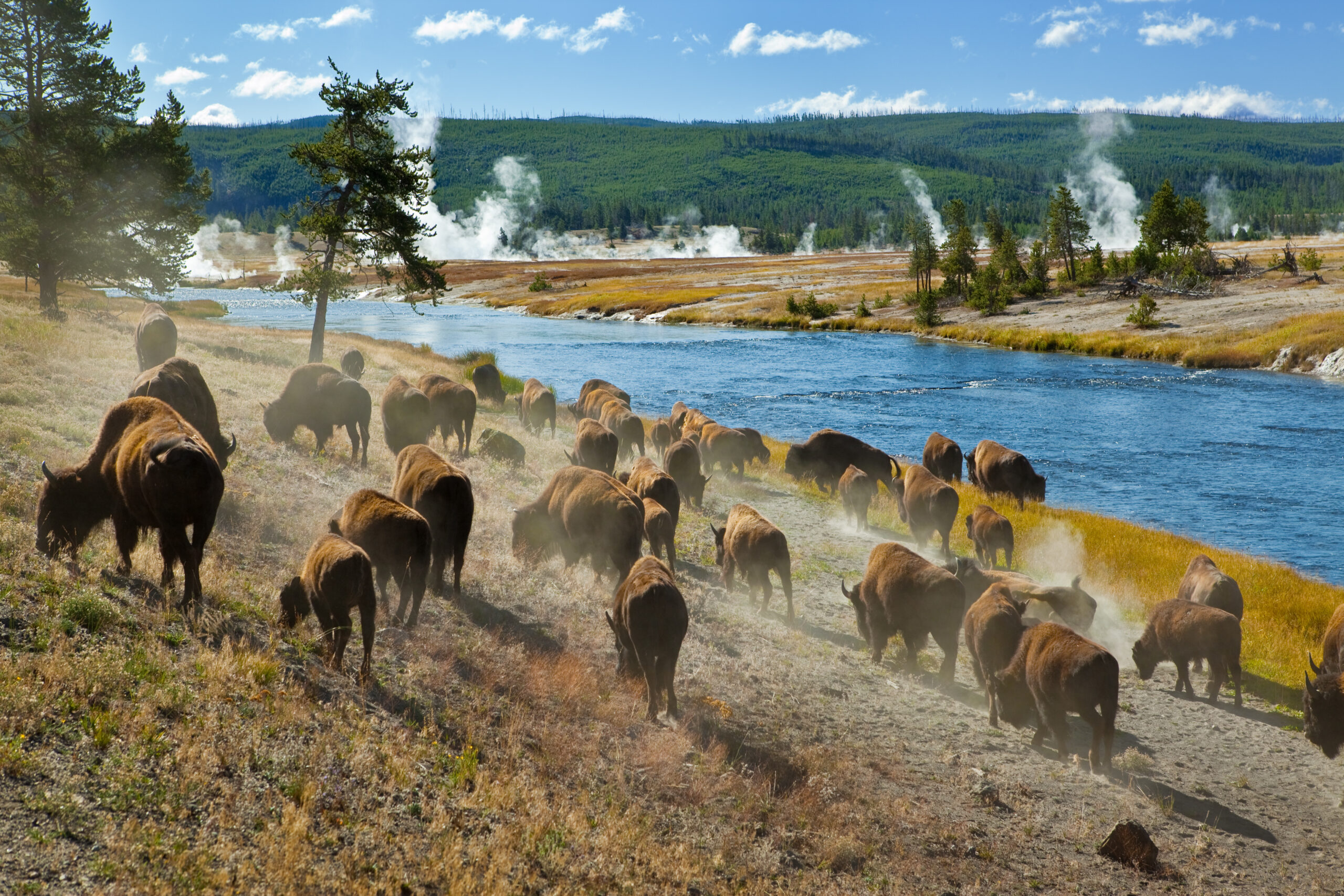 A large herd of American bison grazes along a pristine blue river in Yellowstone National Park, with geothermal steam vents and coniferous forests visible across the landscape. Cowboys on horseback manage the herd through the dusty terrain, capturing the wild character of the American West.