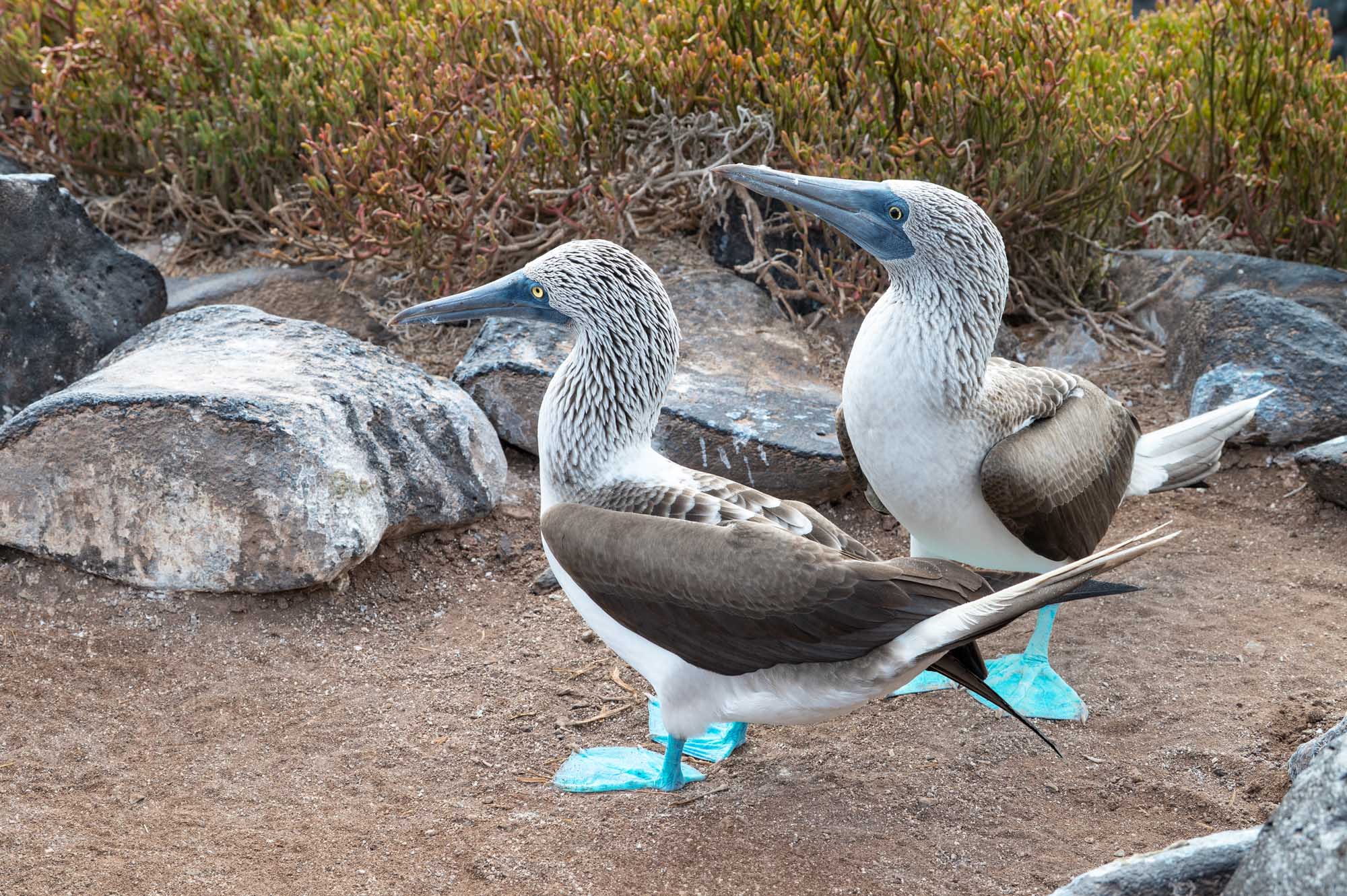 Two blue-footed boobies rest on sandy ground near rocky outcrops and sparse vegetation on Suarez Point, Espanola Island. The birds display their characteristic bright turquoise feet, distinctive gray and white plumage, and long pointed beaks typical of this endemic Galapagos species.