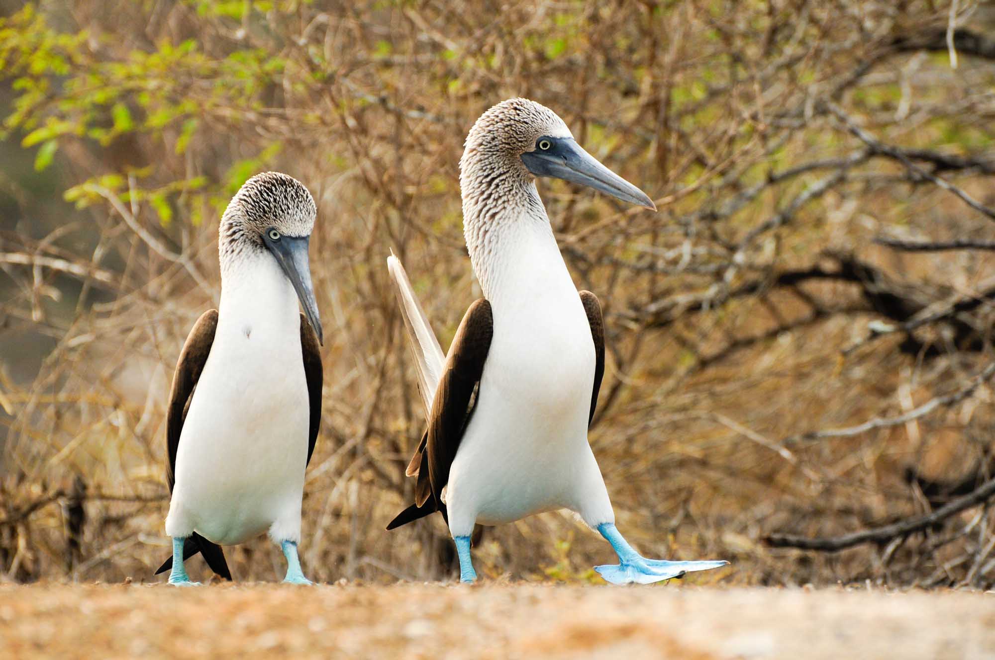 Two blue-footed boobies stand together on sandy ground with sparse vegetation in the background. These distinctive seabirds are characterized by their white and brown plumage, grey-blue beaks, and striking bright blue feet, which are iconic to the Galápagos Islands.