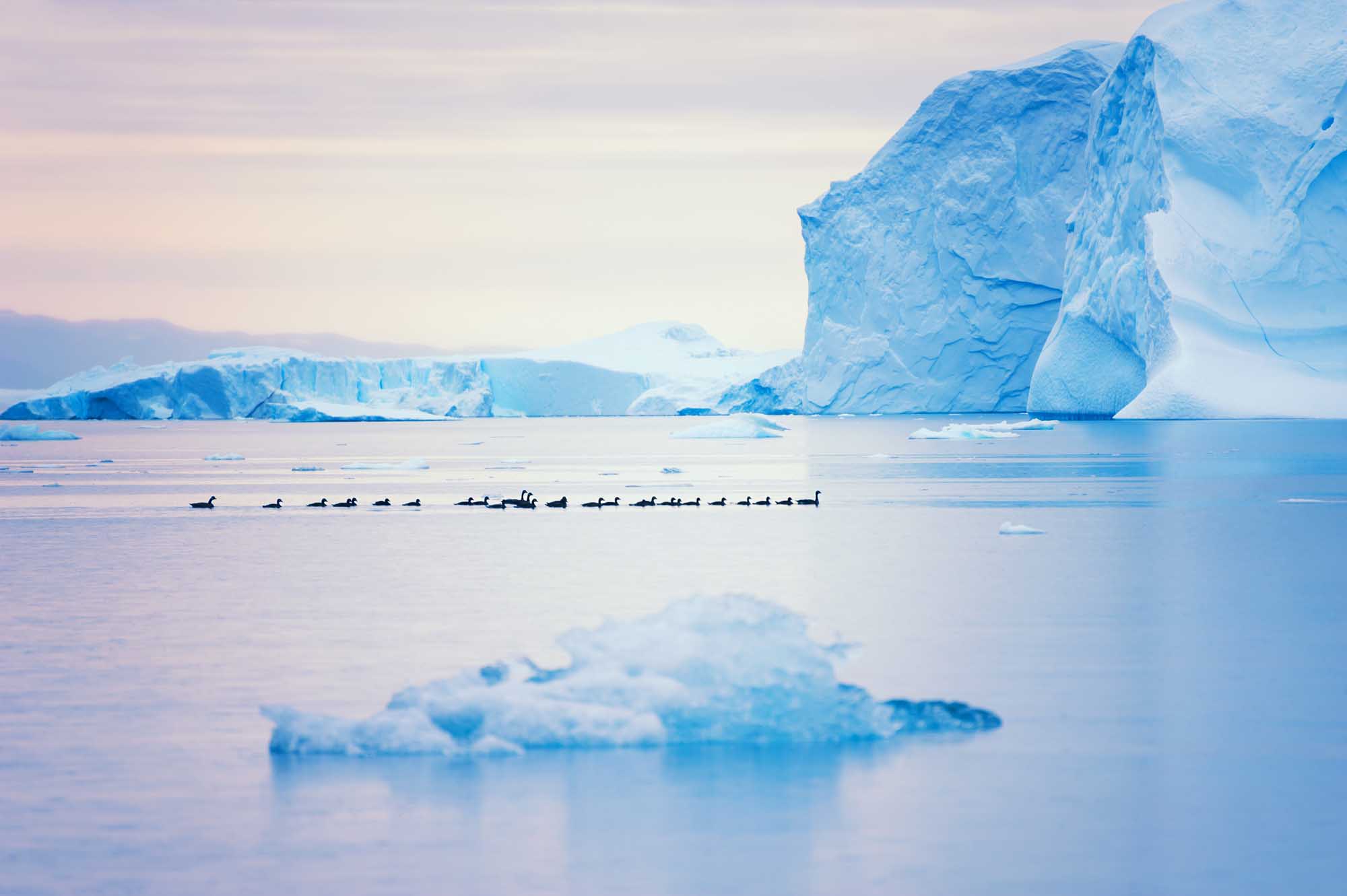 A serene Arctic scene featuring a flock of ducks floating in calm waters between massive blue icebergs in Ilulissat Icefjord, Greenland. The composition captures the contrast between the delicate wildlife and the monumental glacial formations under soft, overcast Arctic light.