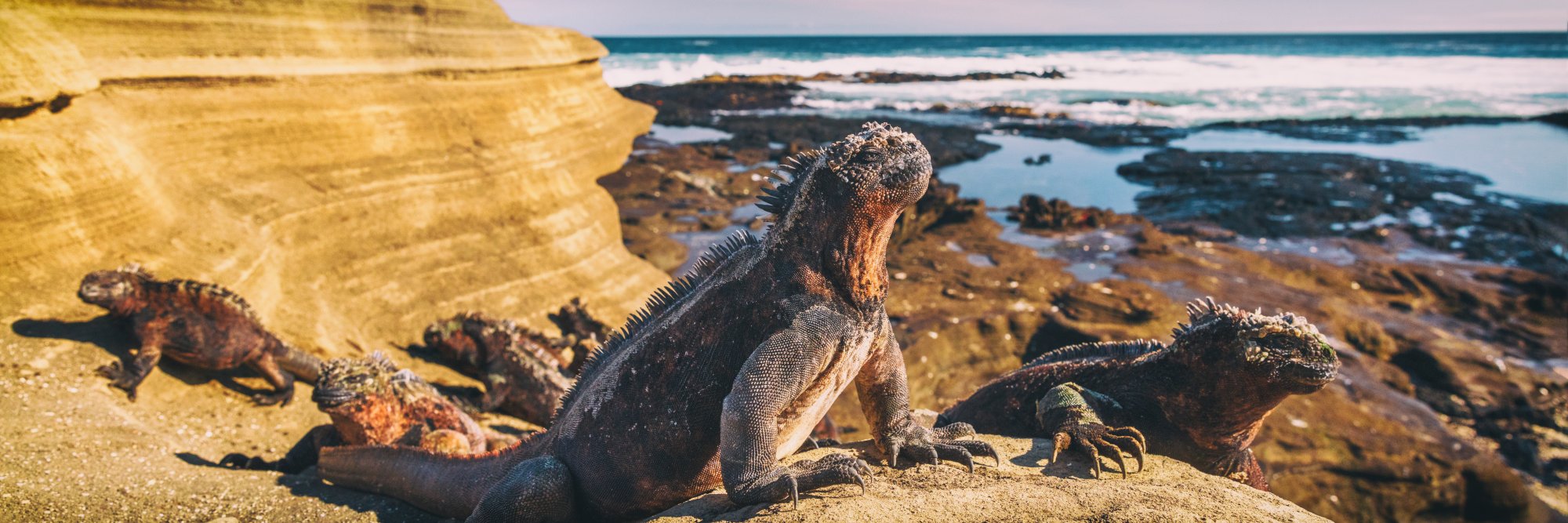 A group of Galápagos marine iguanas bask on volcanic rocks along a pristine coastal landscape, with turquoise waters, rocky outcrops, and sandy beaches visible in the background. These iconic endemic reptiles are shown in their natural habitat, displaying their characteristic dark coloring and spiky crests.