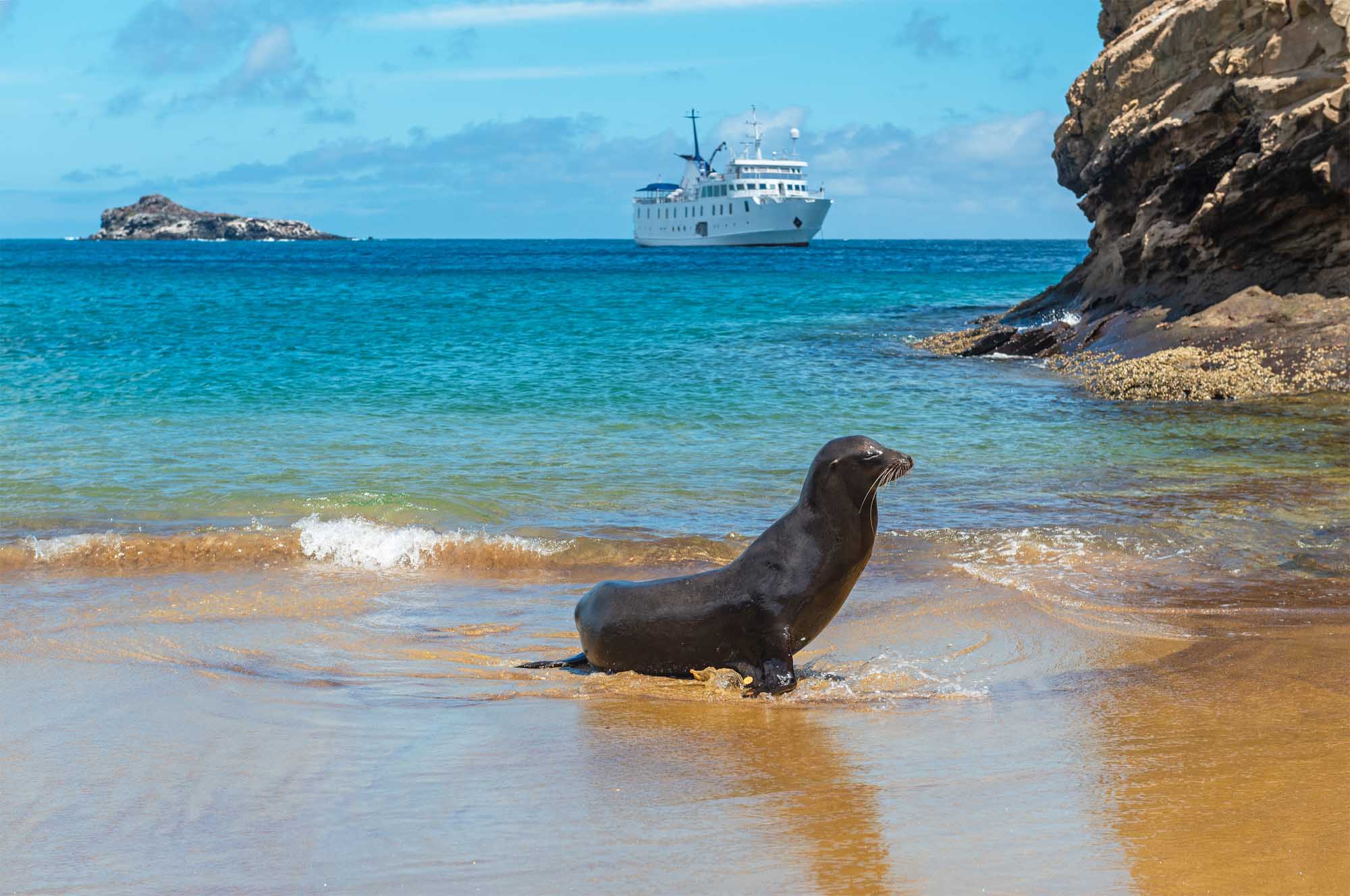Yellow Kayak in Blue Lagoon, Mallorca A Galapagos sea lion rests in the shallow waters of San Cristobal Island's beach while a white expedition cruise ship anchors in the turquoise waters beyond. Rocky cliffs frame the scene as the marine mammal poses naturally in its habitat.