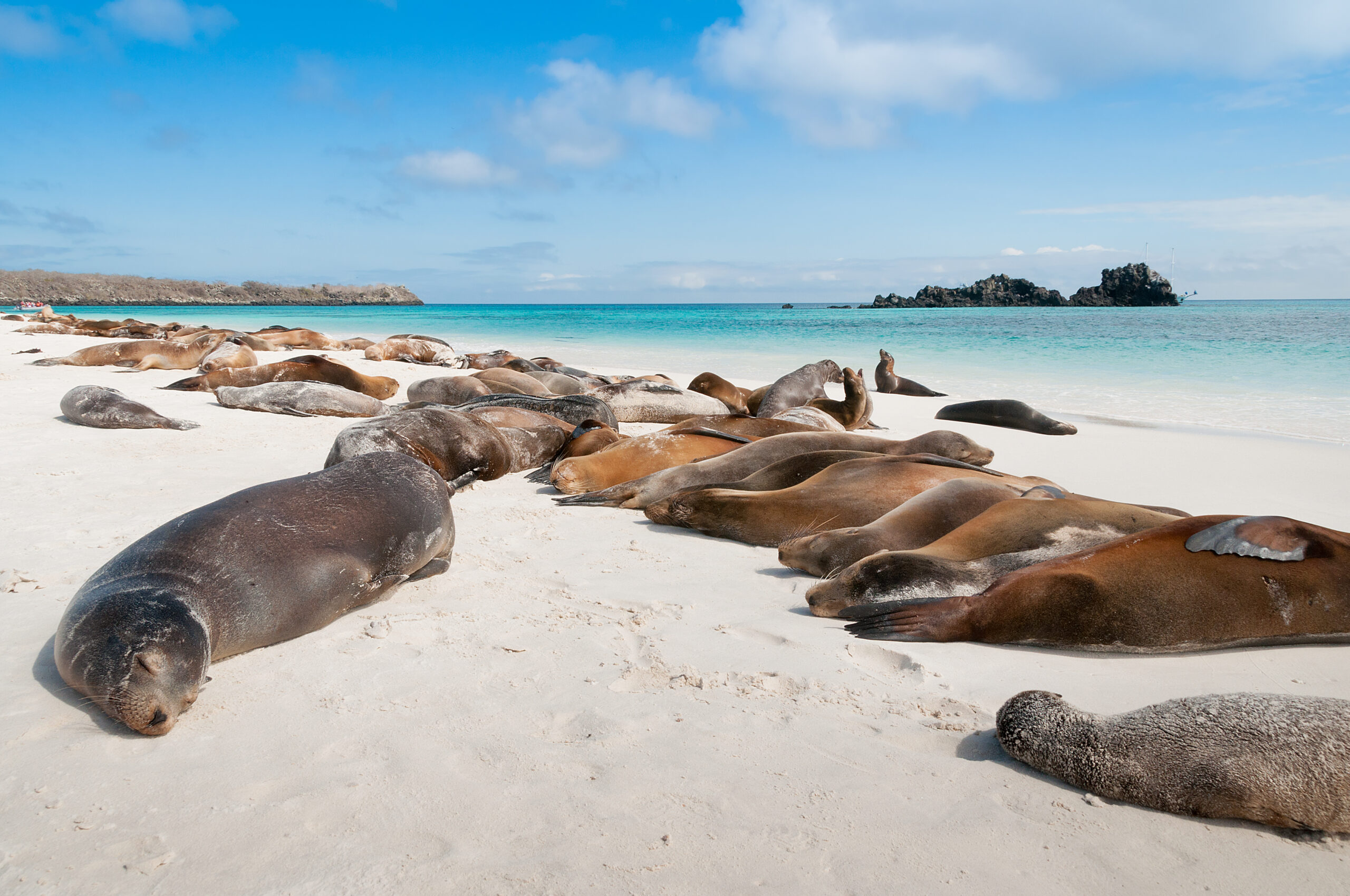 A picturesque tropical beach scene featuring a large colony of Galápagos sea lions lounging on pristine white sand, with crystal-clear turquoise waters and rocky islands visible in the distance under a bright blue sky.