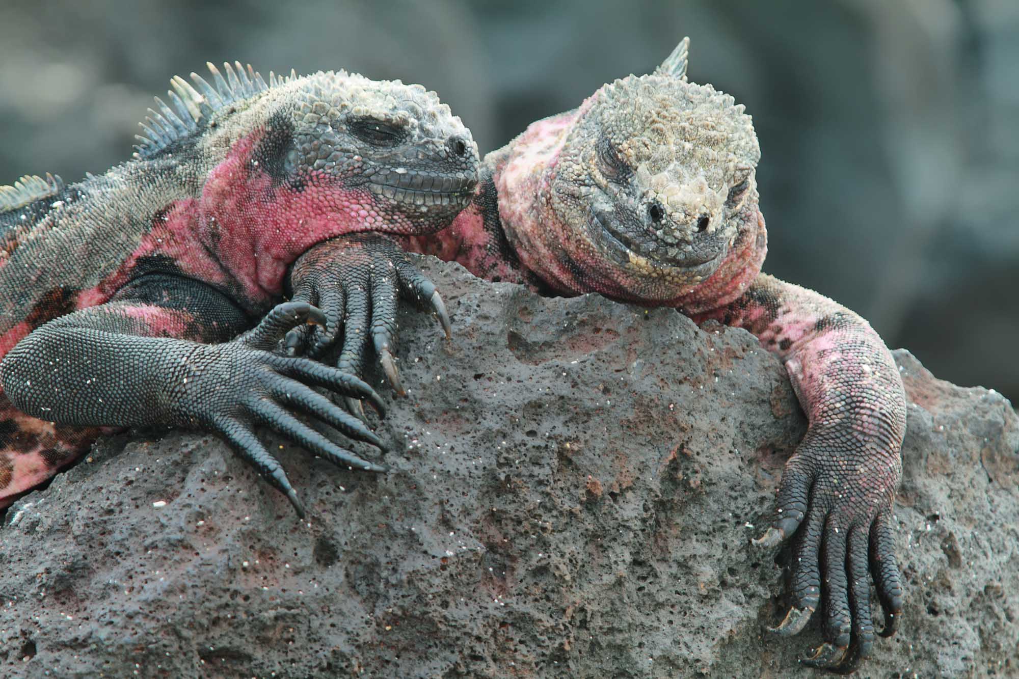 Two Galapagos marine iguanas rest together on volcanic rock on La Española Island. The iguanas display characteristic gray and reddish-pink coloring, with detailed scales and clawed feet visible as they bask on the sun-warmed stone.
