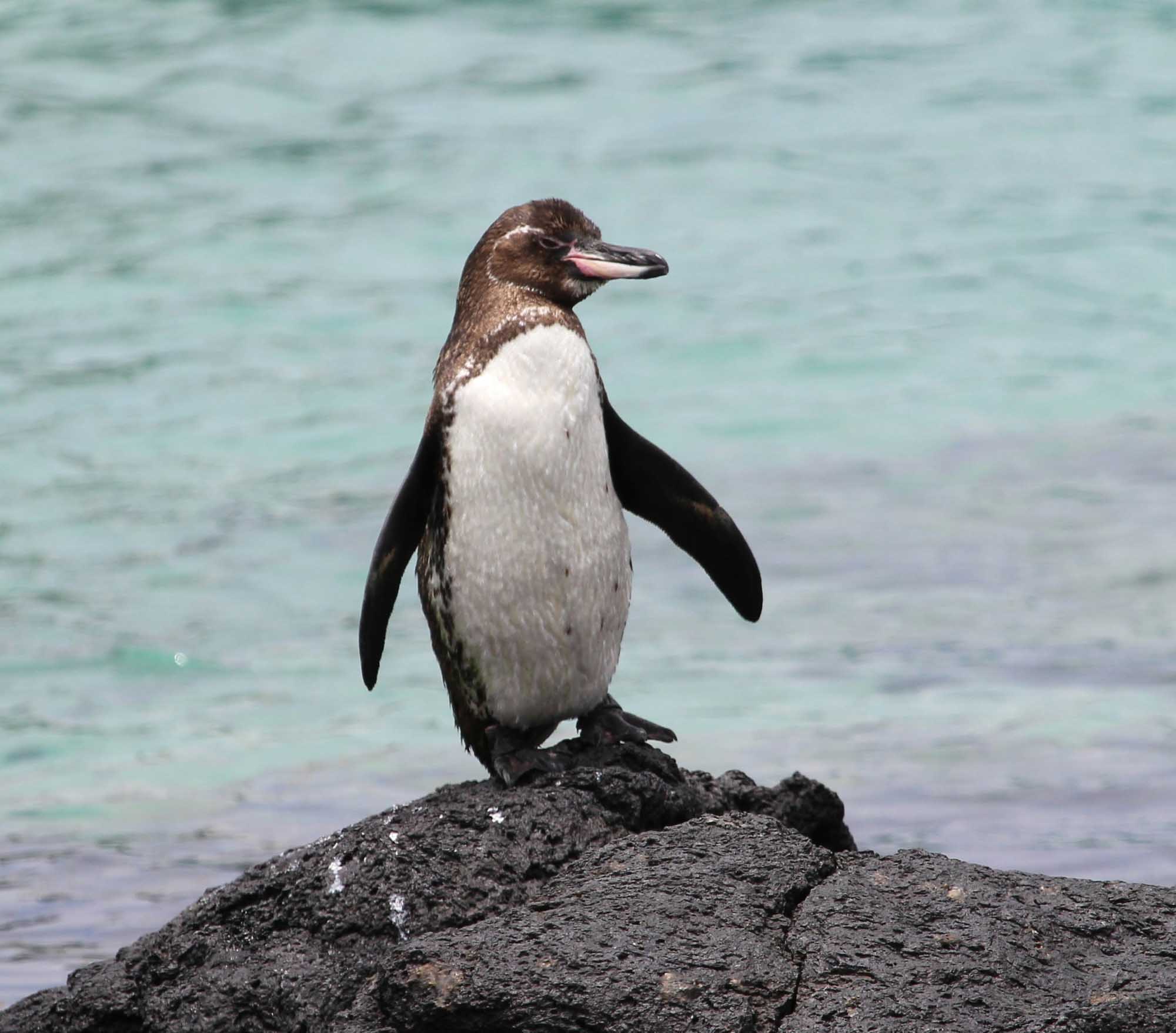 A young Galapagos penguin stands upright on dark volcanic rock overlooking turquoise ocean waters. The penguin displays characteristic brown and white plumage with a distinctive head pattern, typical of this endemic species found only in the Galapagos Islands.