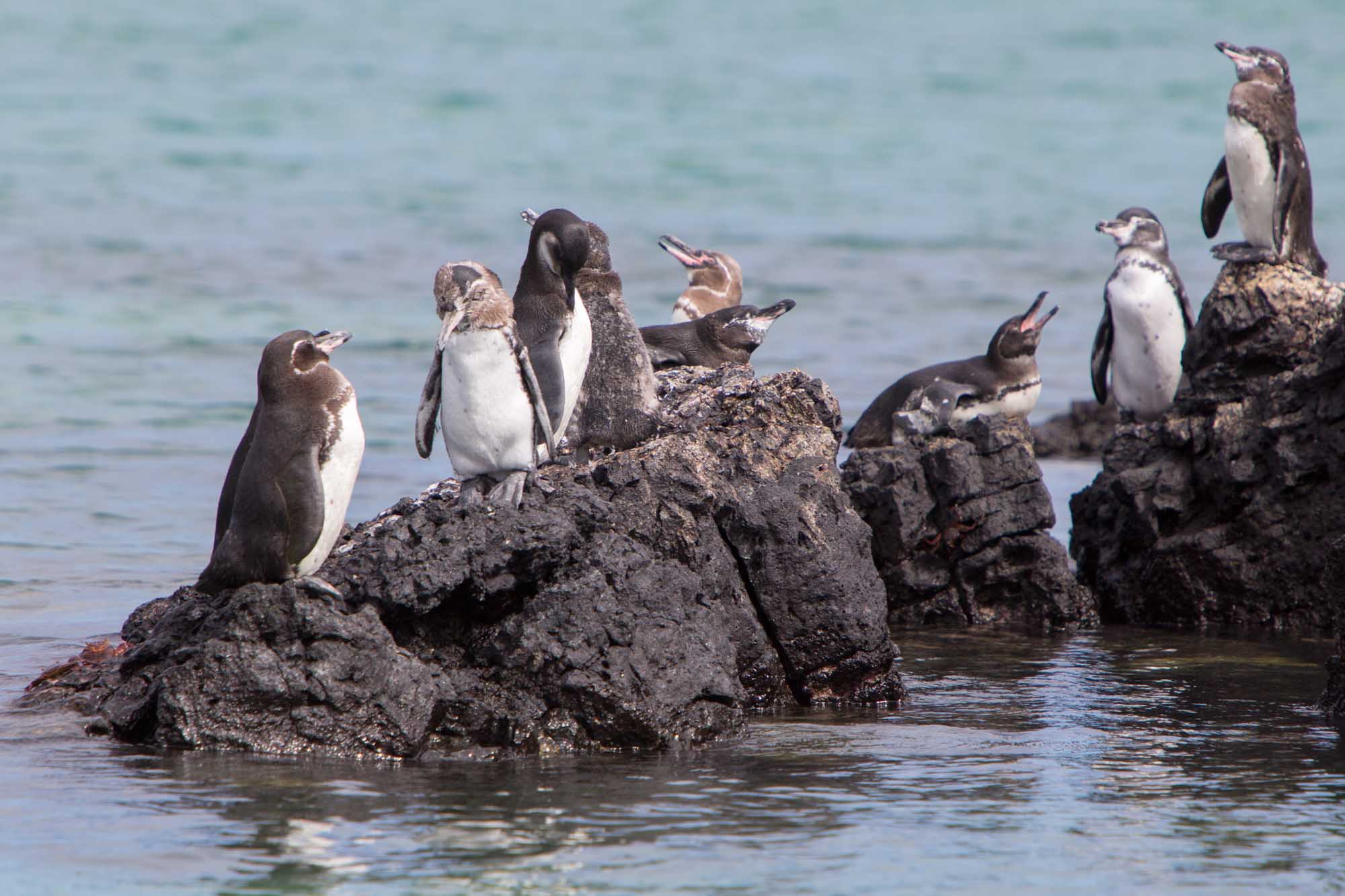 A group of Galapagos penguins (Spheniscus mendiculus) gathered on dark volcanic rocks in shallow coastal waters of Isabela Island. These endangered flightless birds are perched and playing in their natural habitat in the Galapagos Islands.