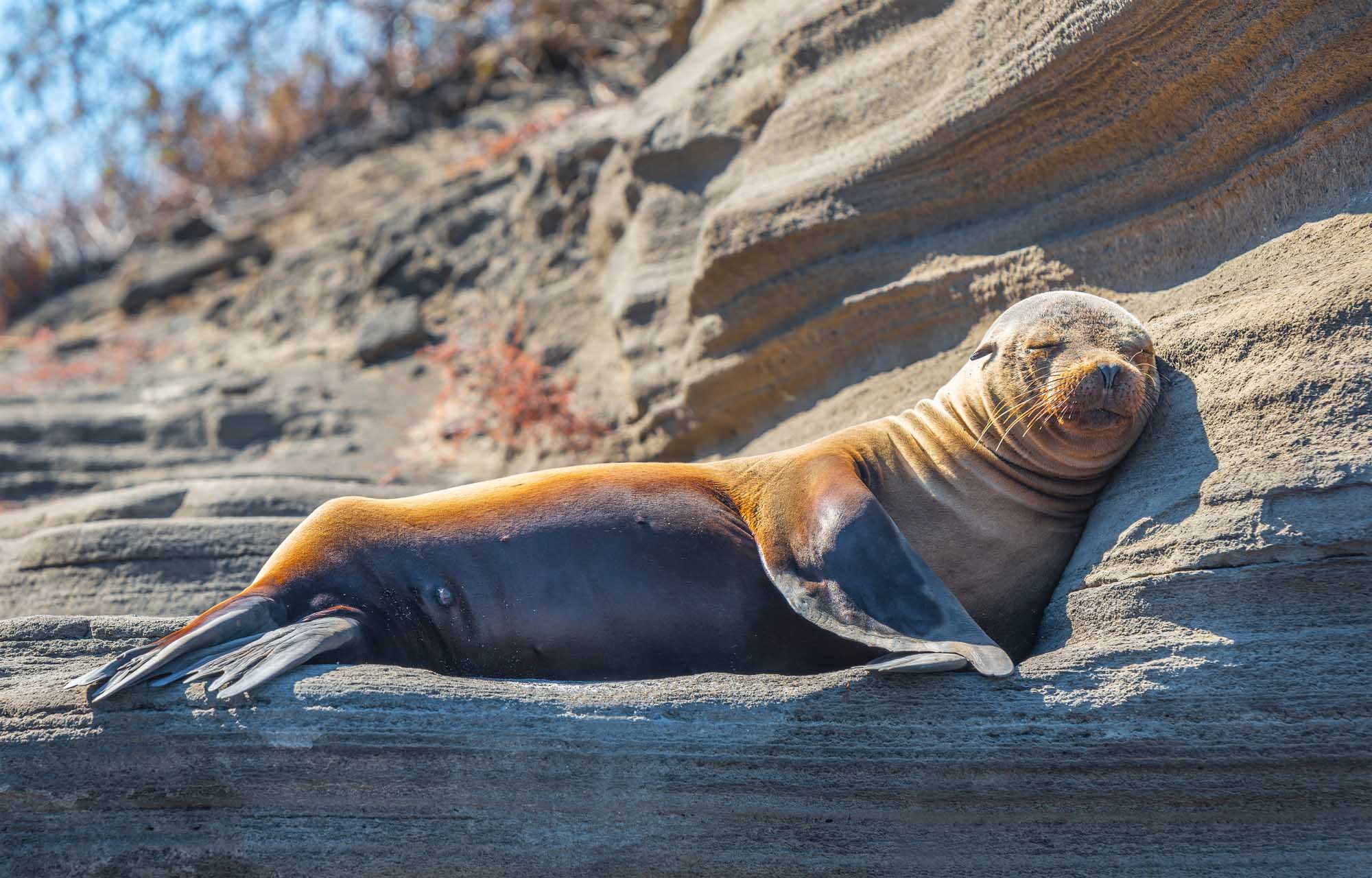 A young Galapagos sea lion (Zalophus wollebaeki) rests on dark volcanic rock formations in its natural habitat. The marine mammal displays characteristic features including prominent whiskers and flippers, while basking in the sunlight of the Galapagos National Park.