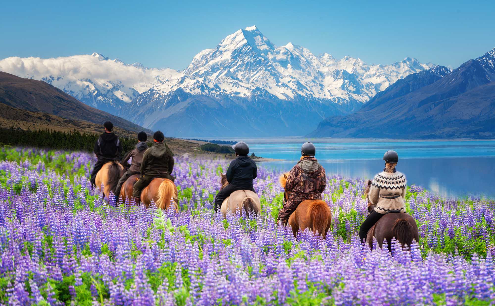 A group of travelers on horseback ride through a vibrant field of purple lupine flowers with a stunning backdrop of snow-capped mountains and a turquoise alpine lake in Mount Cook National Park, New Zealand. The scene captures the natural beauty of New Zealand's summer season when lupins bloom in full color.