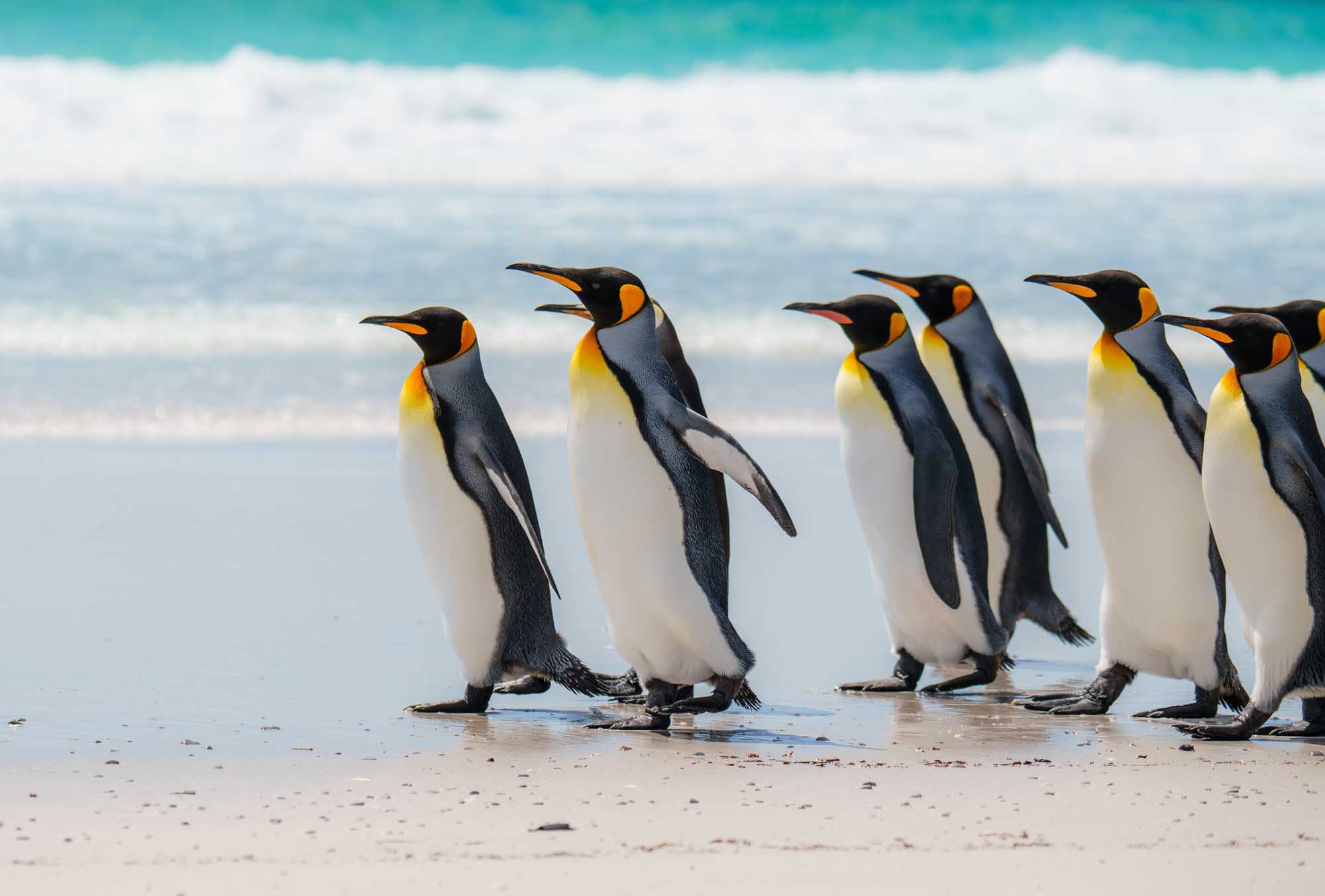 King Penguins Walking on Beach A group of King Penguins waddle along a pristine sandy beach with turquoise ocean waves in the background. These distinctive flightless birds display their characteristic black and white plumage with vibrant orange and yellow markings on their heads and necks as they move together along the shoreline.