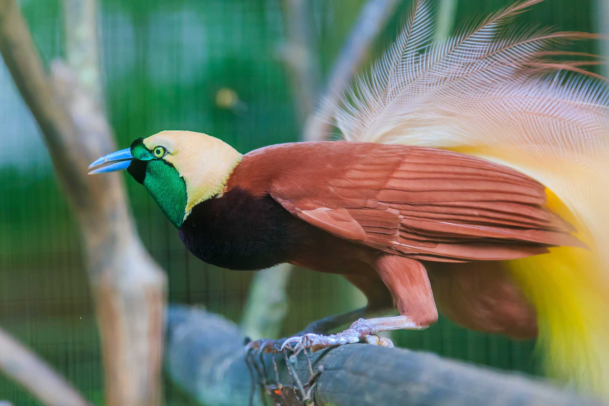 A vibrant Lesser Bird of Paradise (Paradisaea minor) perched on a branch, displaying its distinctive plumage with cream-colored head, emerald green throat patch, blue beak, reddish-brown wings, and elaborate tail feathers. The bird is captured in sharp detail against a blurred green foliage background.