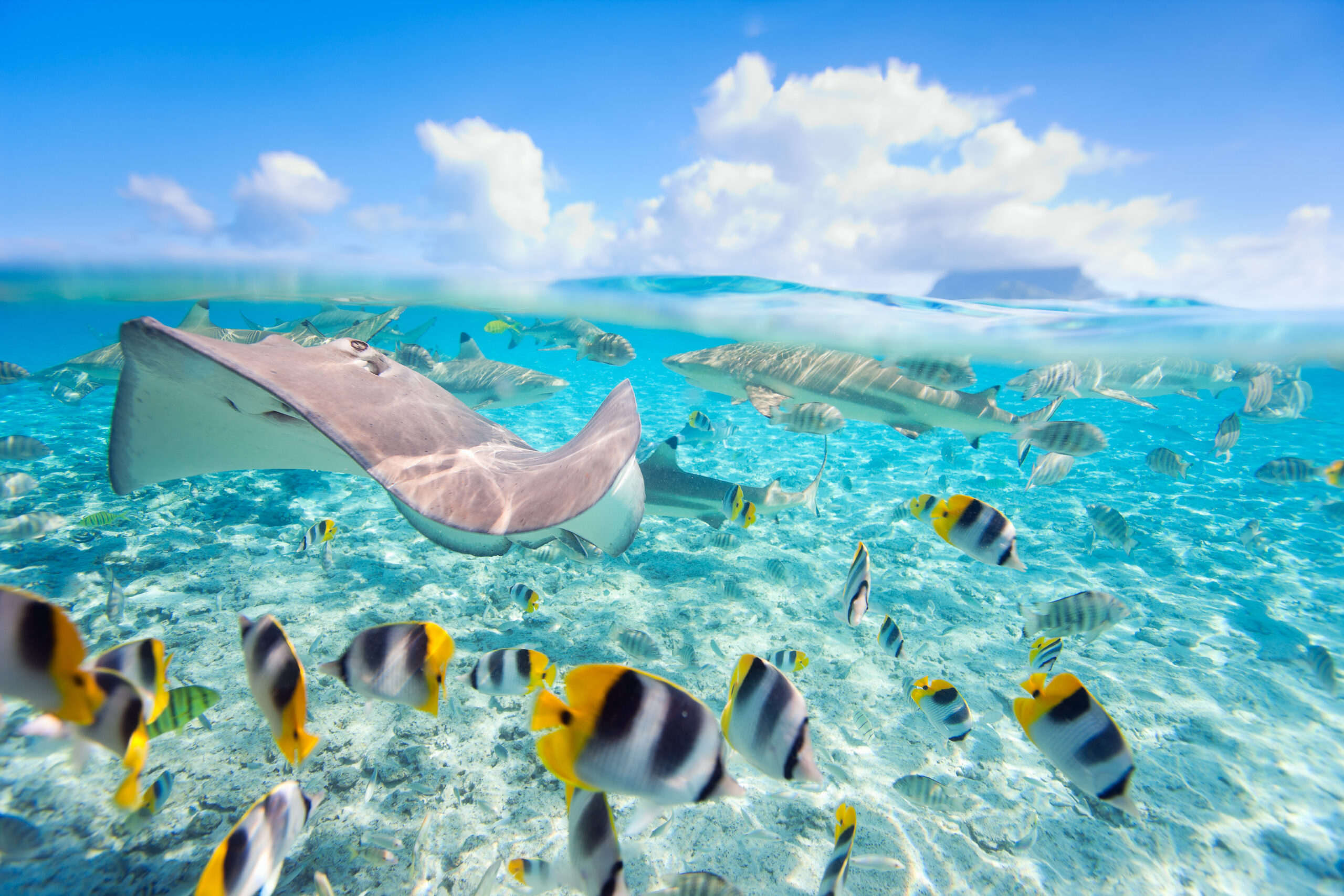 Manta Ray and Tropical Fish School An underwater scene featuring a majestic manta ray gliding through crystal-clear tropical waters surrounded by schools of yellow and black striped fish, with a pristine sandy bottom and coral formations visible in the background, captured in a split-view perspective showing both the vibrant marine life and the clear sky above.