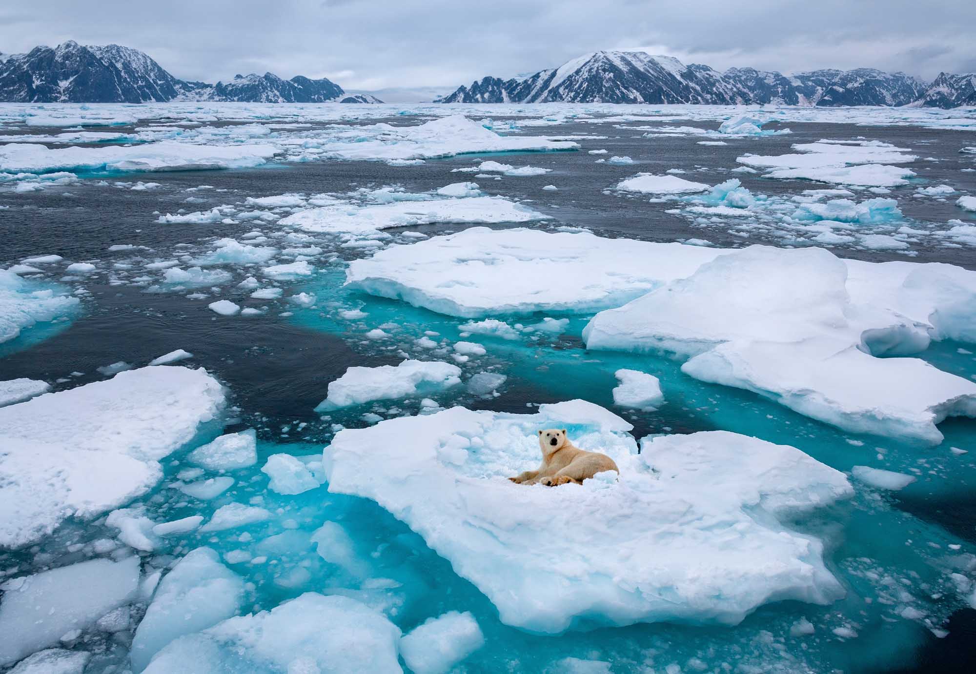 A polar bear rests on a large ice floe surrounded by fragmented sea ice and turquoise water in the Arctic. Snow-capped mountains line the distant horizon under a cloudy sky, capturing the remote and pristine beauty of the Arctic environment.