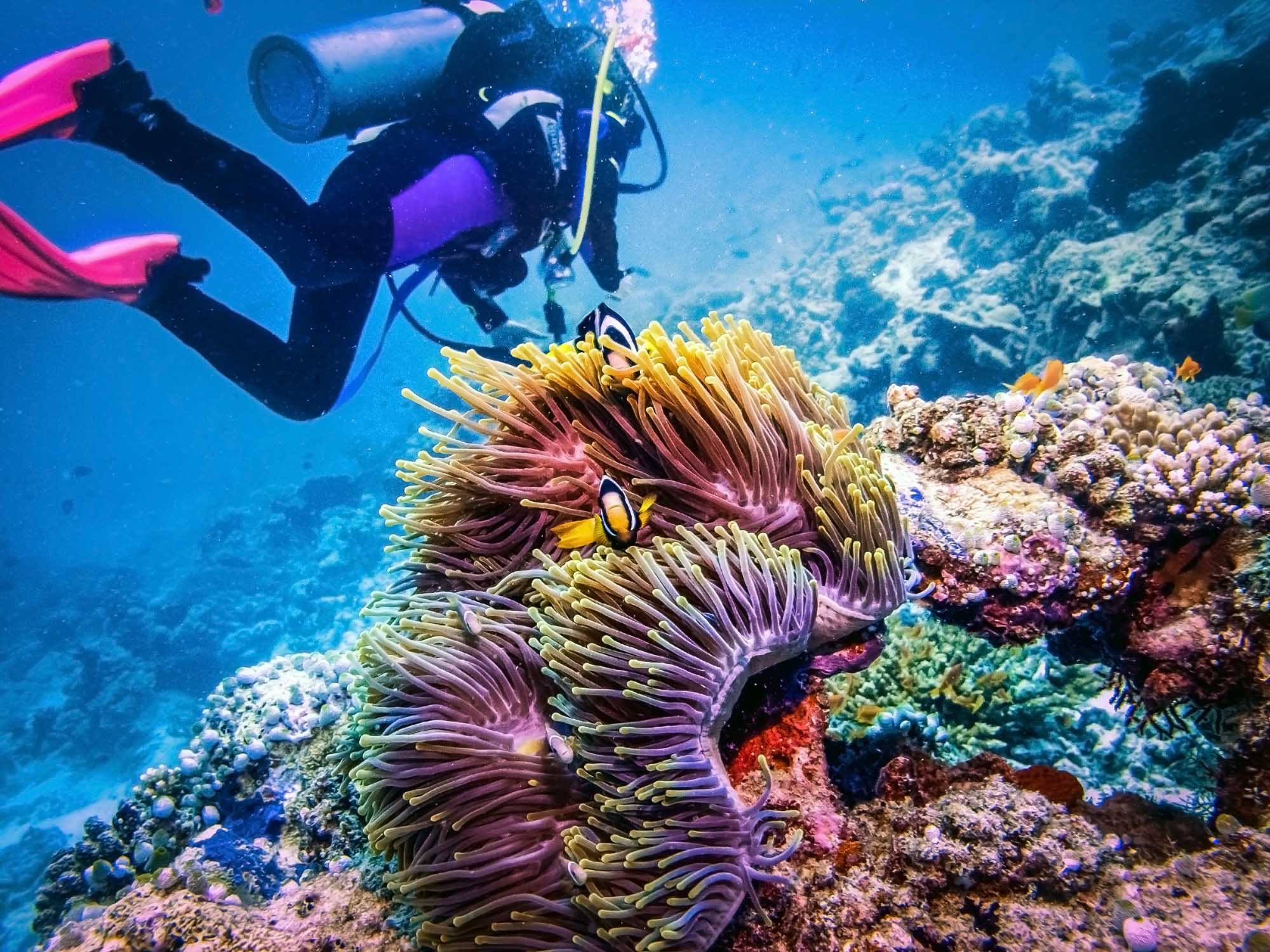 A scuba diver in full diving gear explores a vibrant coral reef teeming with marine life, including a large purple and yellow sea anemone hosting clownfish. The crystal-clear blue water and healthy coral ecosystem create an ideal underwater tourism and adventure diving experience.