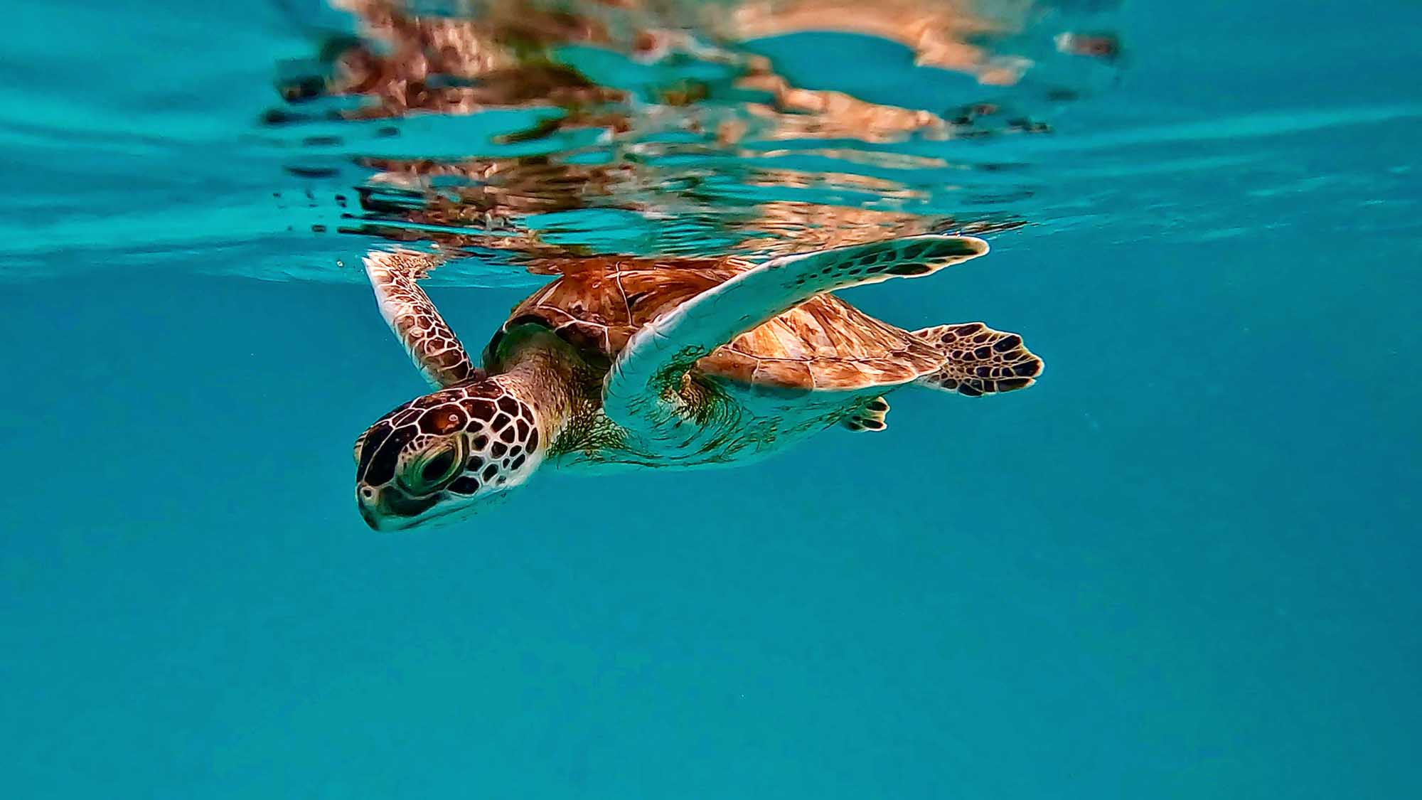 Sea Turtle Swimming in Turquoise Waters A vibrant underwater photograph of a green sea turtle swimming near the surface of clear turquoise water, captured from a snorkeling perspective.