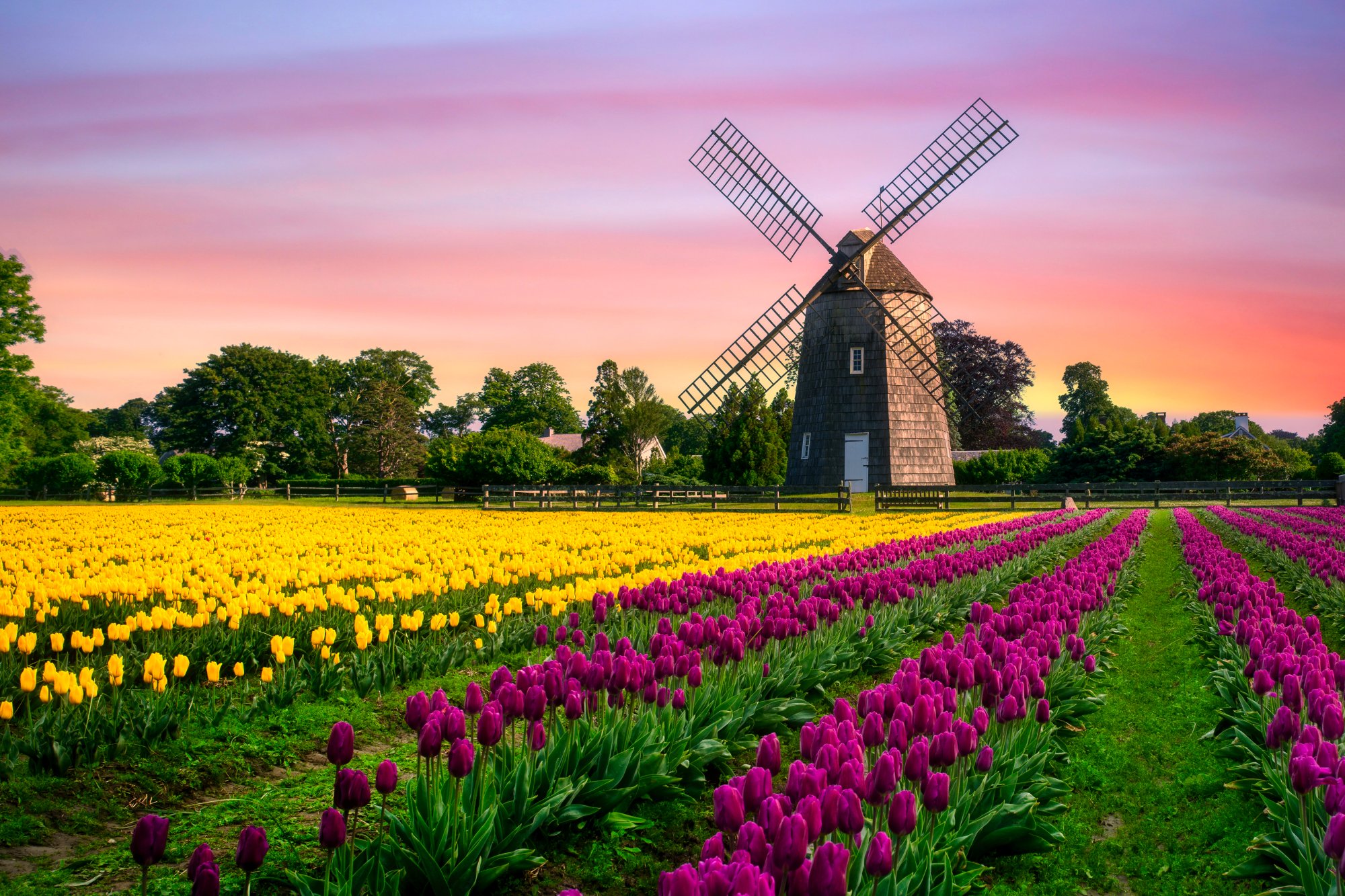 A picturesque Dutch windmill stands majestically against a vibrant pink and orange sunset sky, surrounded by colorful tulip fields in full bloom featuring yellow tulips on the left and deep magenta tulips on the right, creating a classic Netherlands spring landscape.