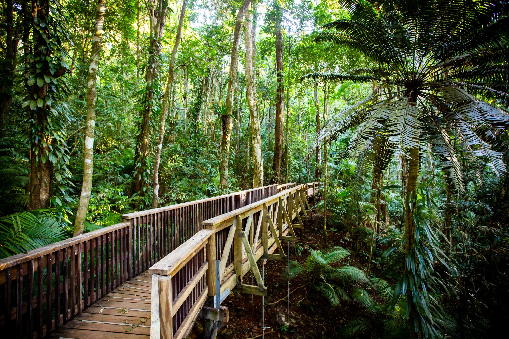 A winding wooden boardwalk with railings traverses through a lush, dense tropical rainforest canopy. Tall trees tower overhead with vibrant green foliage, ferns, and understory vegetation creating a verdant natural environment ideal for eco-tourism and nature exploration.