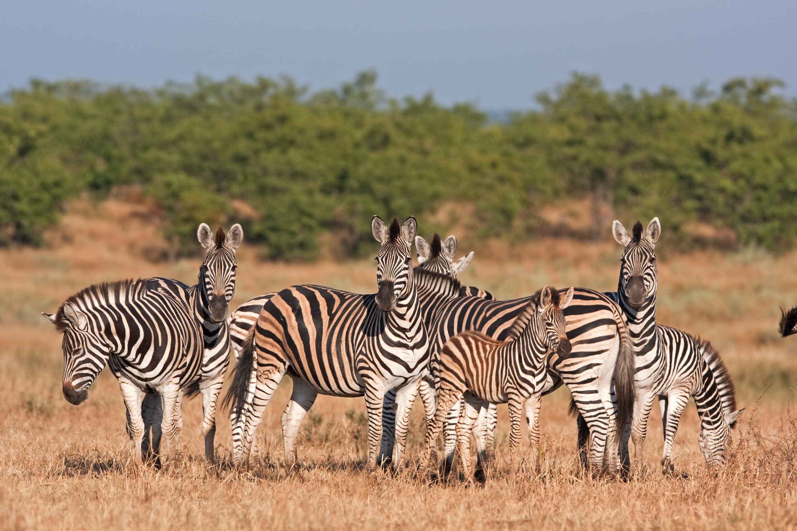 Zebra Family Group in African Savanna A family group of zebras stands alert in their natural habitat, displaying the distinctive black