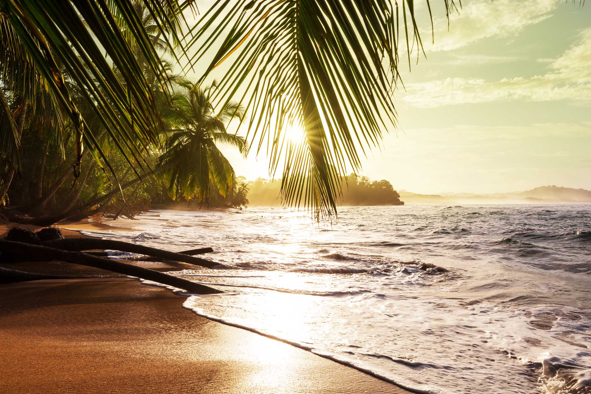 A serene tropical beach scene at golden hour, featuring overhanging palm fronds in the foreground framing gentle waves lapping against sandy shores with lush vegetation and distant islands on the horizon.