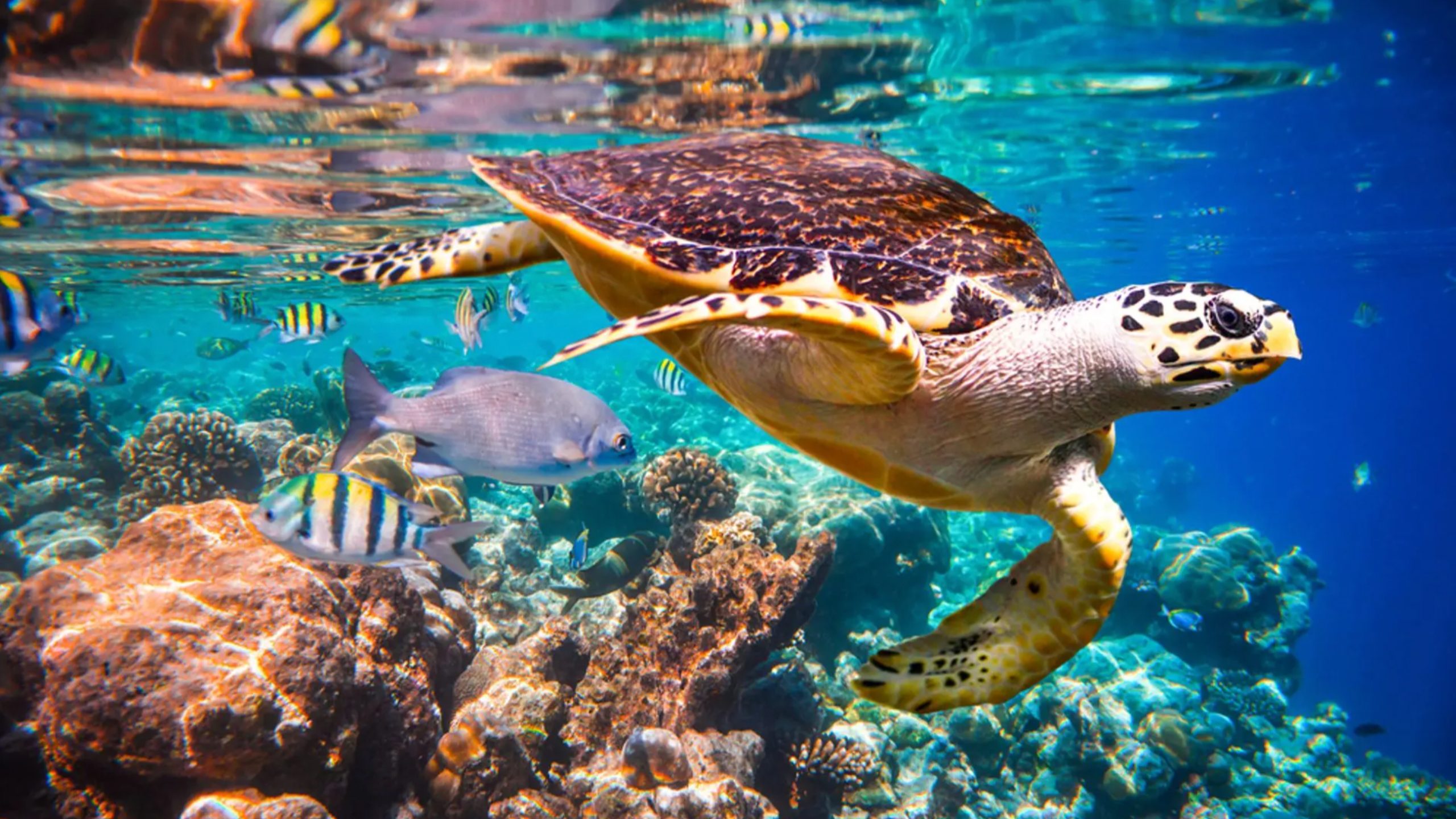 Crystal Cruises, Asia Cruise, Shore Excursions