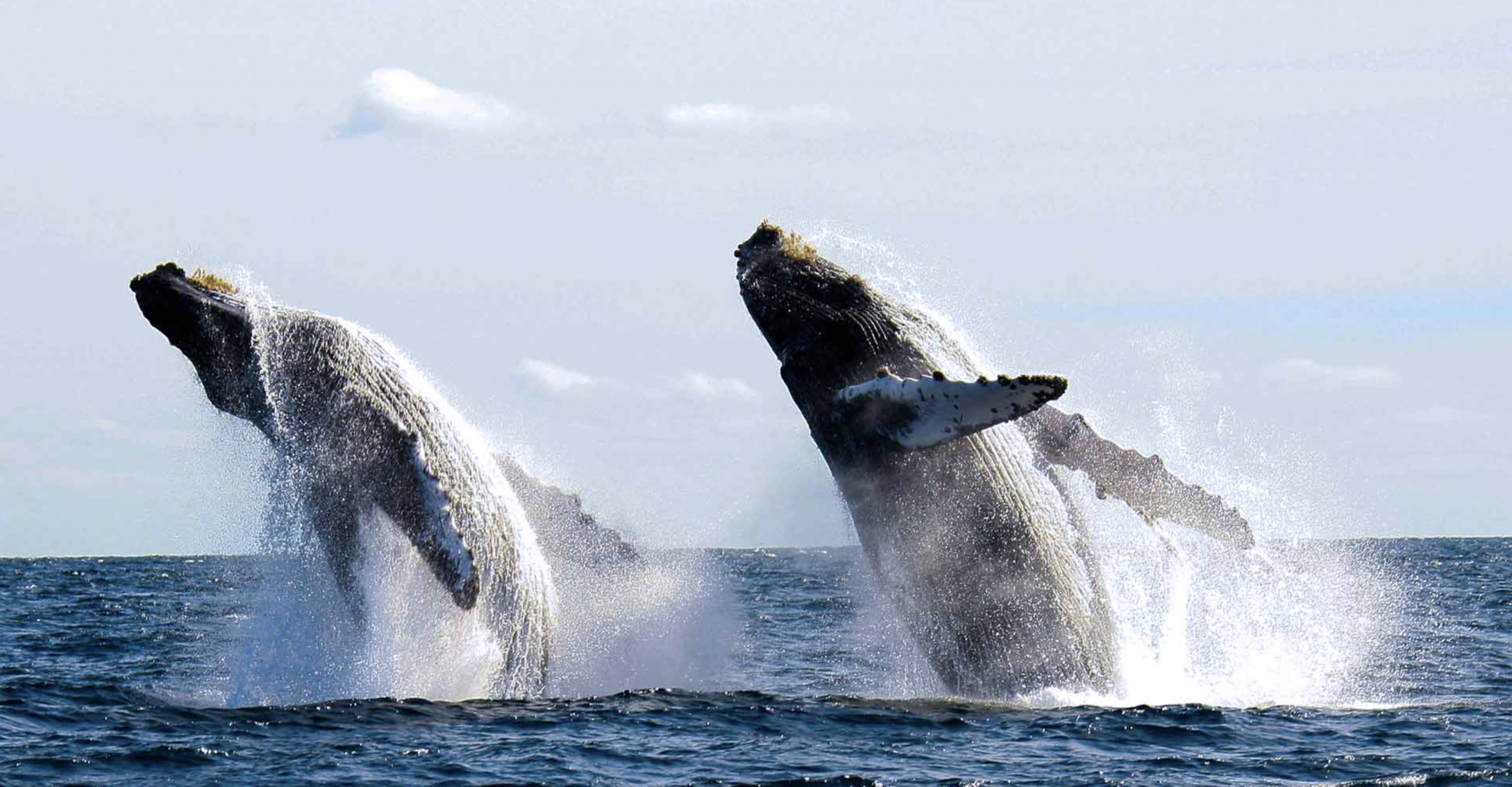 All the Shore Excursion Options at Puerto Vallarta with Norwegian Cruise Line