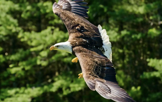 An In-Depth Look at All the NCL Shore Excursions in Ketchikan, Alaska
