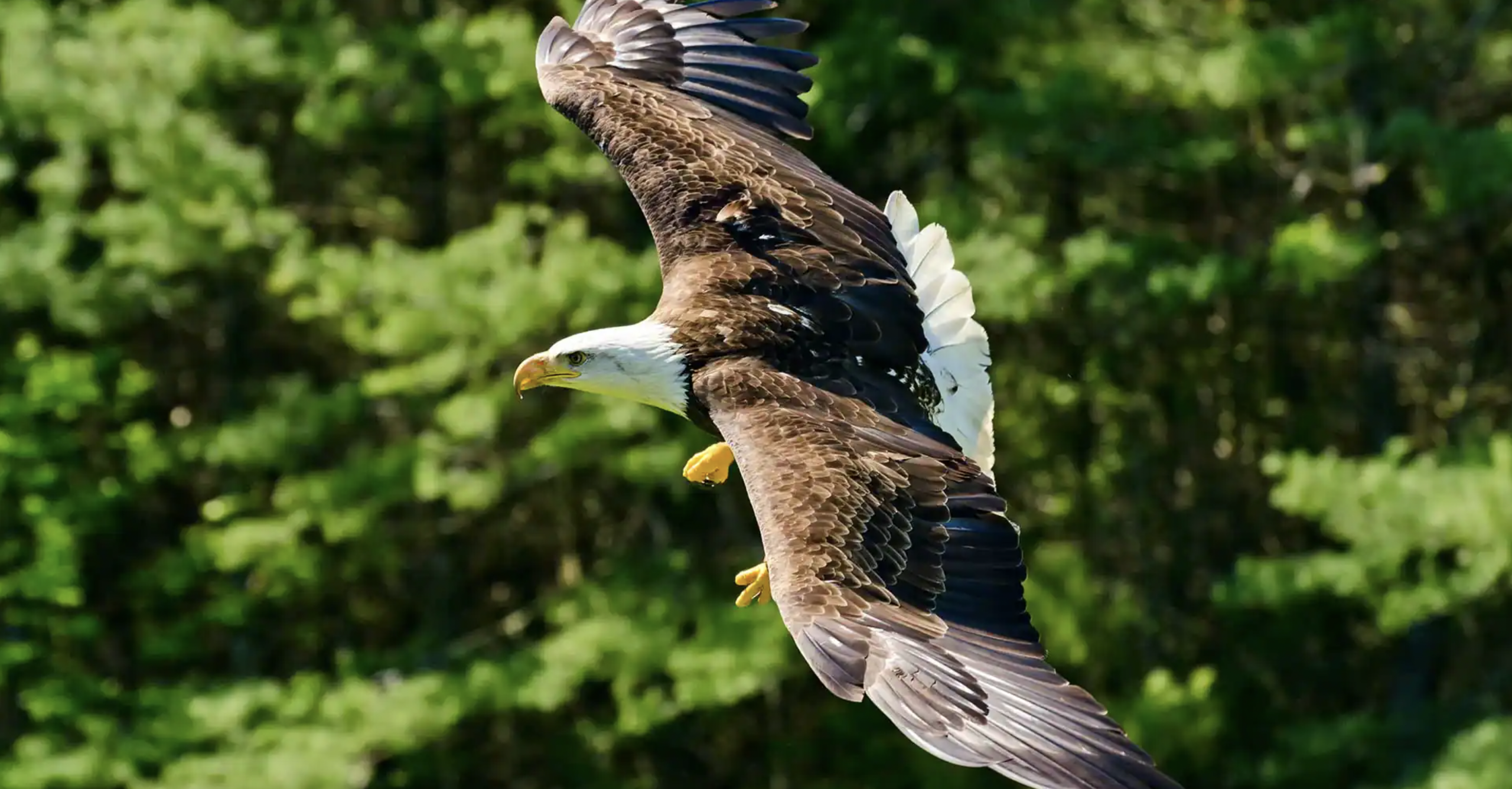 An In-Depth Look at All the NCL Shore Excursions in Ketchikan, Alaska