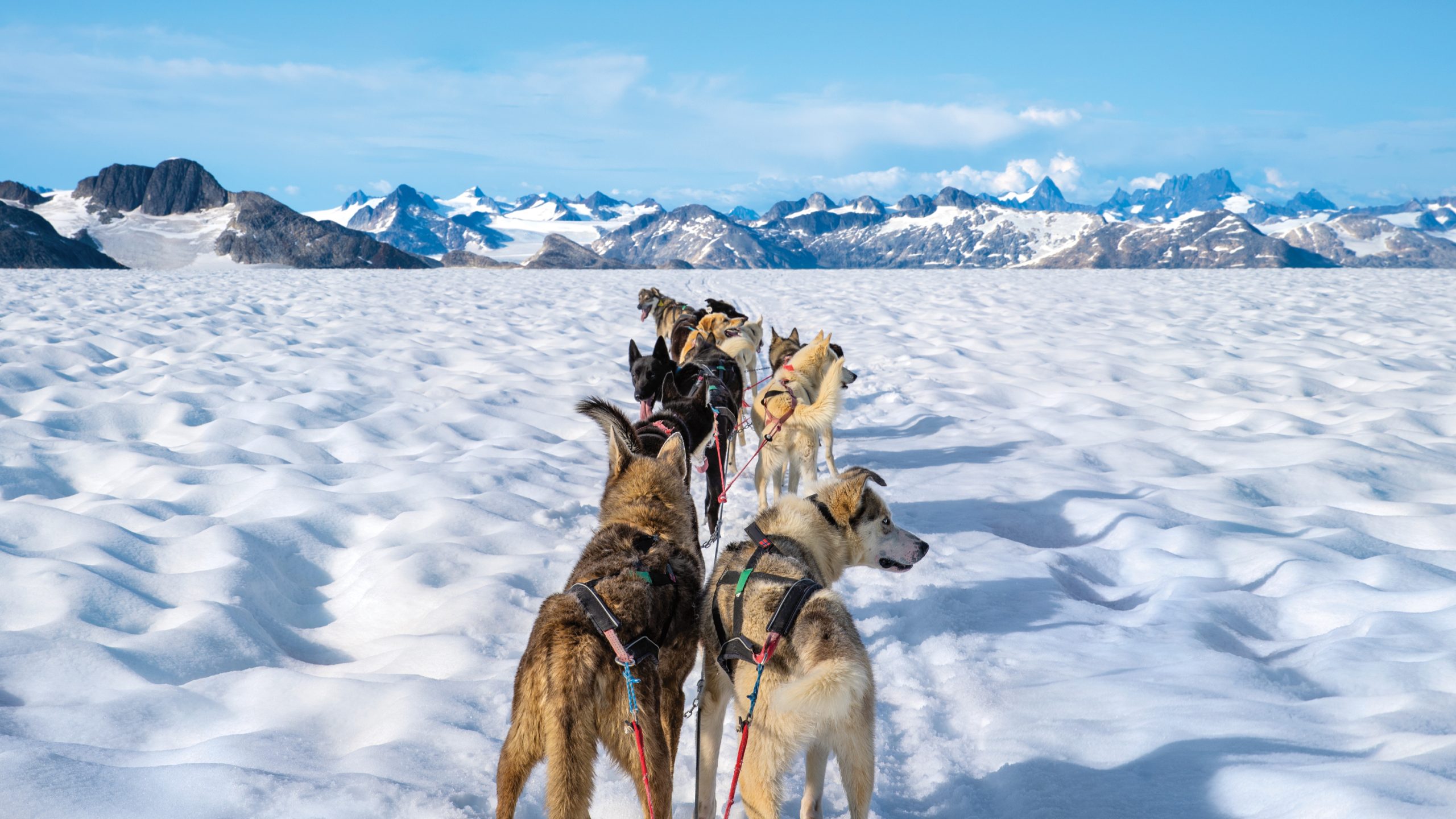 Royal Caribbean, Alaska Cruise, Dog Sledding Excursion