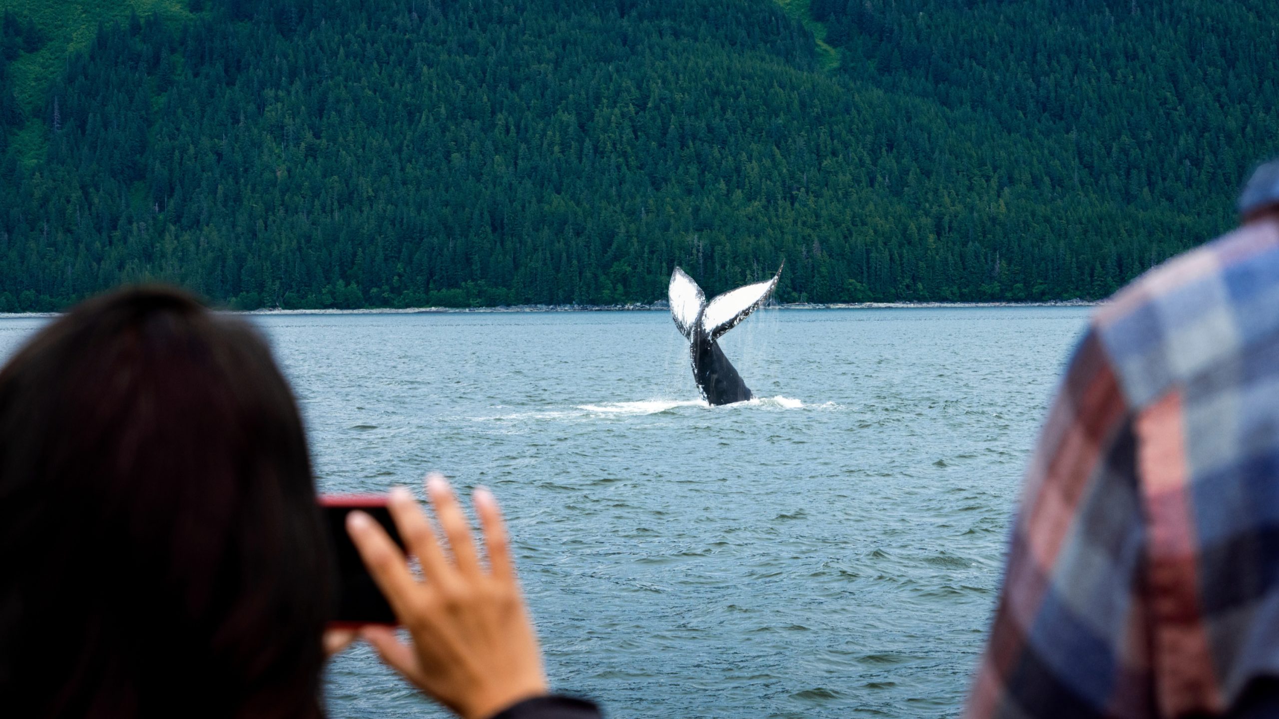 Royal Caribbean, Alaska Cruise, Whale Watching