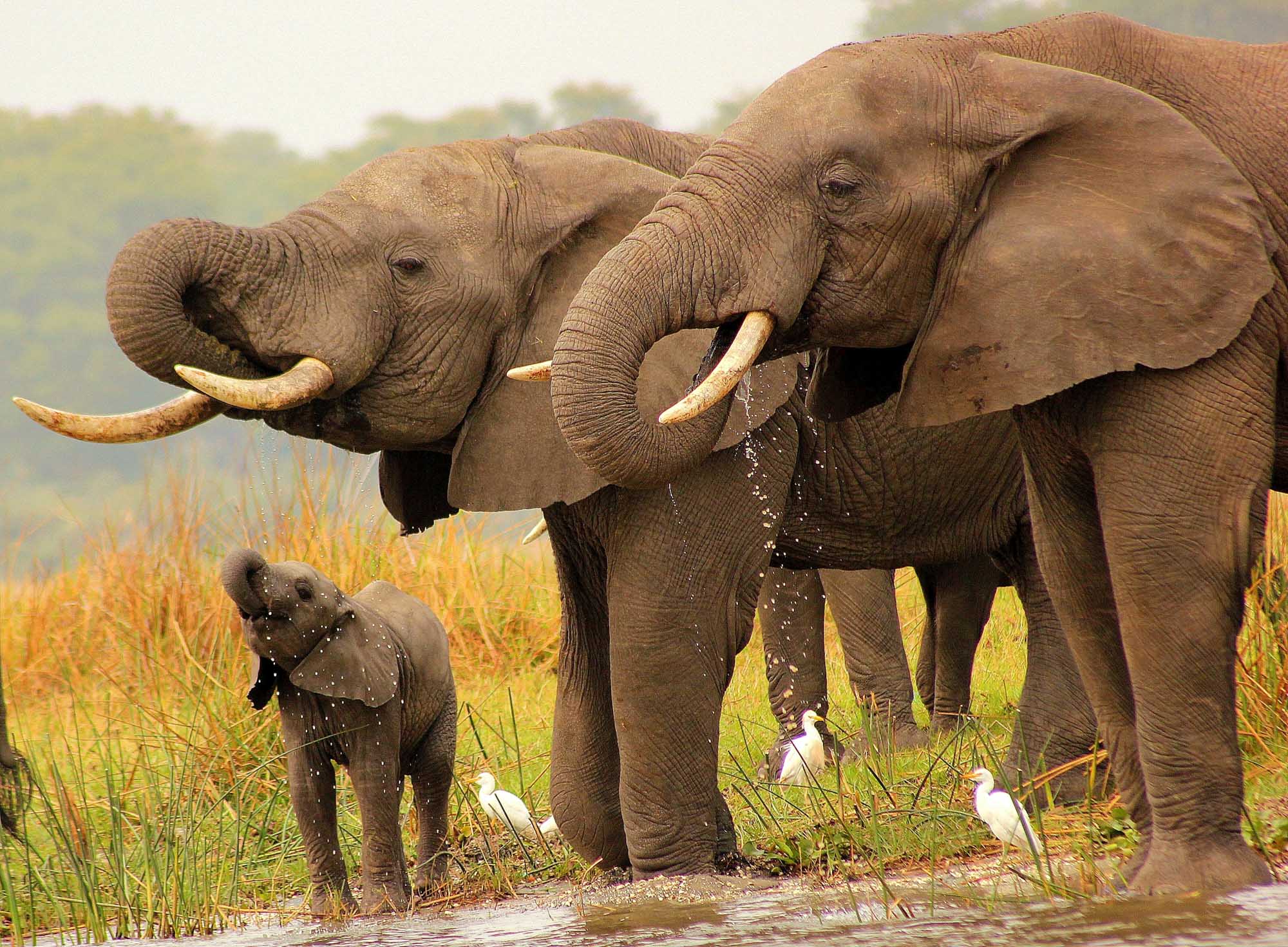 A family group of African elephants gathers at a shallow watering hole in their natural habitat