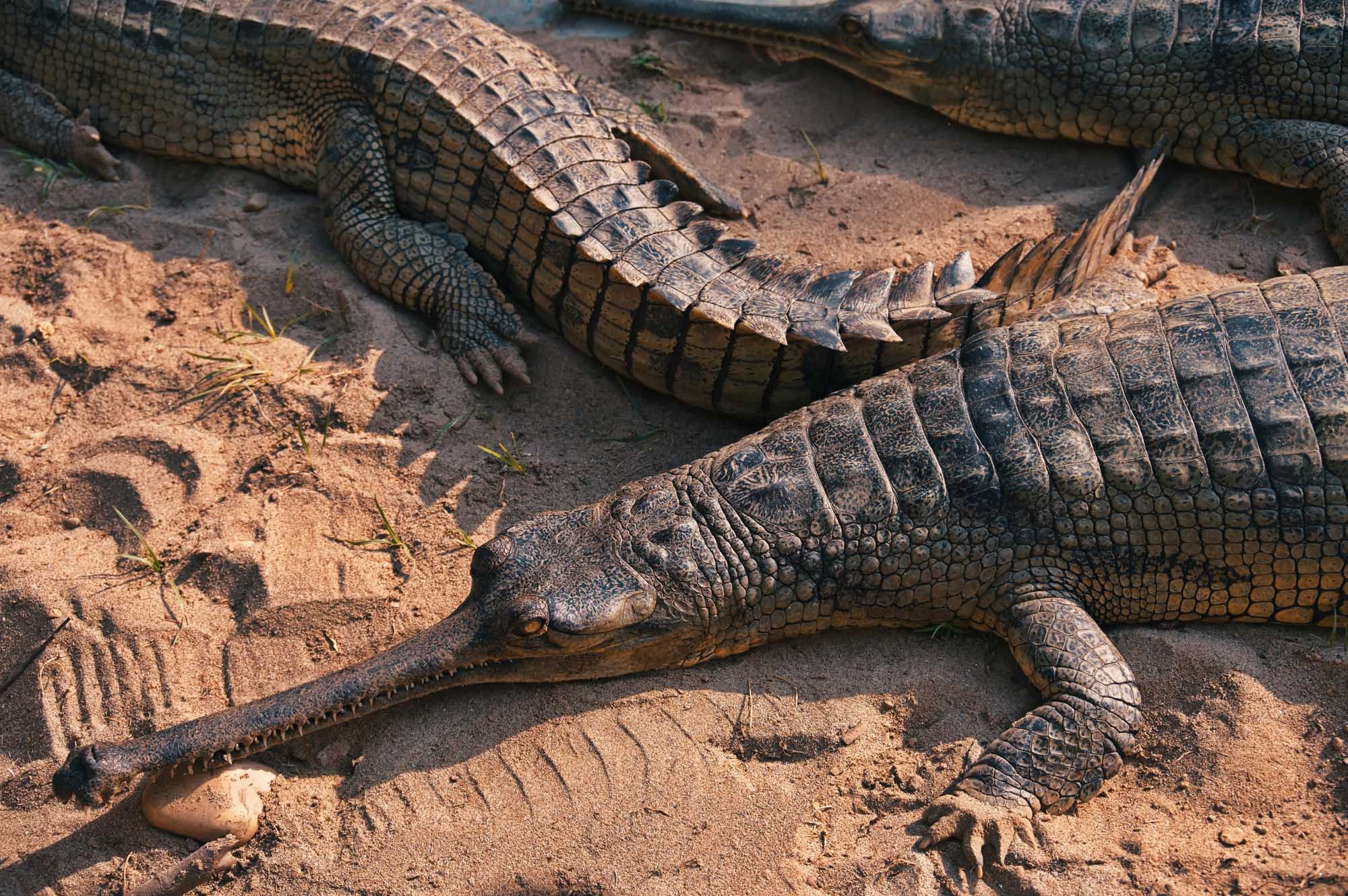 A group of gharial crocodiles rest on sandy riverbanks in Chitwan National Park, Nepal. These