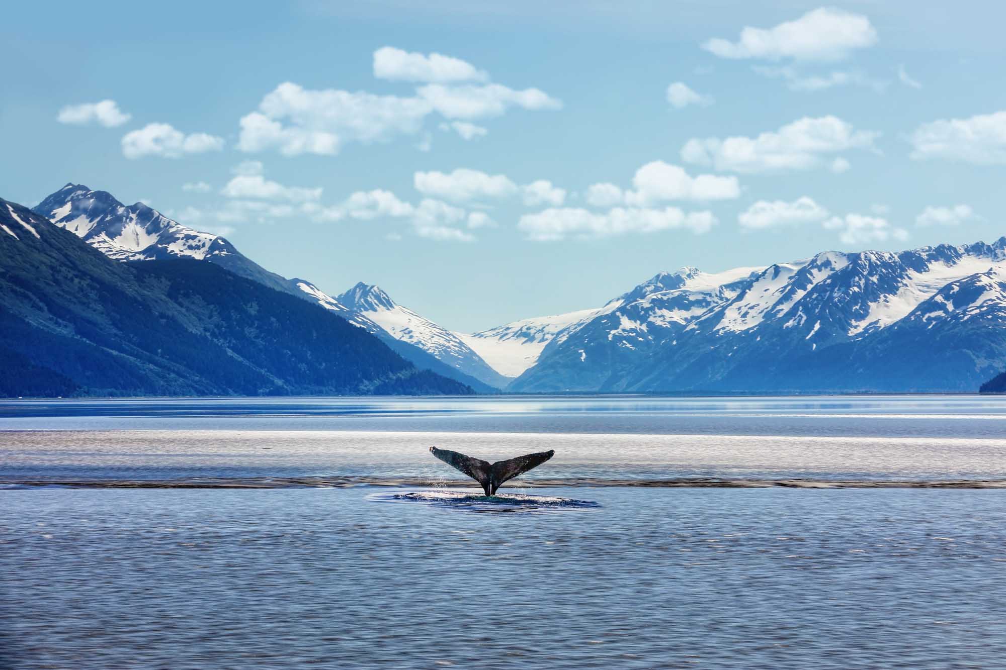 Humpback Whale Tail in Alaskan Waters A humpback whale displays its distinctive tail flukes in pristine blue waters, with snow-capped