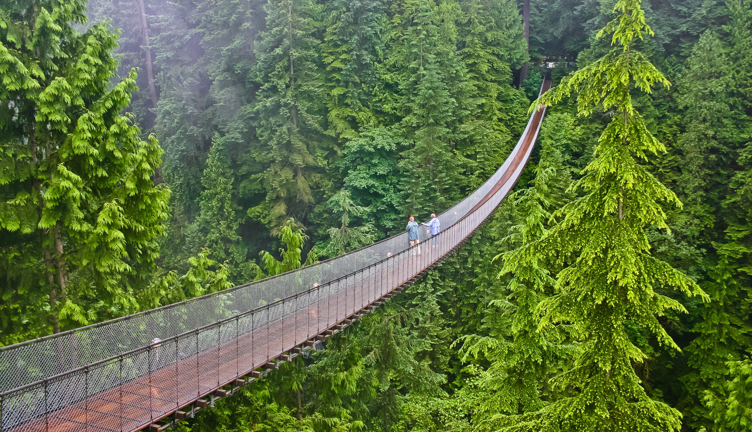 Suspension Bridge Through Forest Canopy A scenic suspension bridge spans between tall evergreen trees in a dense forest, with visitors